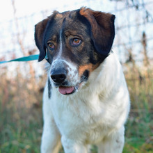 DASHA, Hund, Mischlingshund in Kroatien - Bild 1