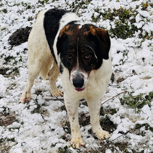 DASHA, Hund, Mischlingshund in Kroatien - Bild 2