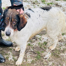 DASHA, Hund, Mischlingshund in Kroatien - Bild 5