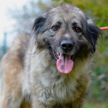 LILI, Hund, Sarplaninac-Mix in Kroatien - Bild 1