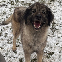 LILI, Hund, Sarplaninac-Mix in Kroatien - Bild 2