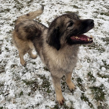 LILI, Hund, Sarplaninac-Mix in Kroatien - Bild 4