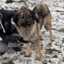 LILI, Hund, Sarplaninac-Mix in Kroatien - Bild 5