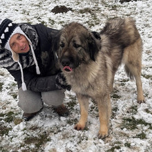 LILI, Hund, Sarplaninac-Mix in Kroatien - Bild 6