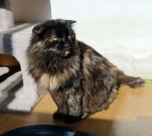 VALENCIA, Katze, Norwegische Waldkatze in Spanien - Bild 8