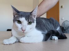 CHIPSI, Katze, Europäisch Kurzhaar in Spanien - Bild 2