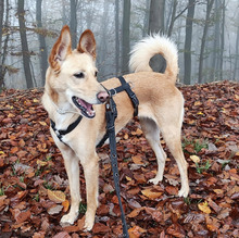 FILINI, Hund, Mischlingshund in Breunigweiler - Bild 1