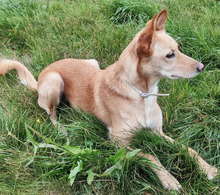 FILINI, Hund, Mischlingshund in Breunigweiler - Bild 2