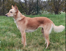 FILINI, Hund, Mischlingshund in Breunigweiler - Bild 3