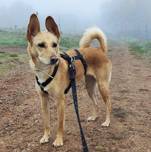 FILINI, Hund, Mischlingshund in Breunigweiler - Bild 4