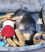 MARTY, Hund, Mischlingshund in Winnweiler - Bild 3