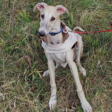 NEO, Hund, Greyhound in Spanien - Bild 1