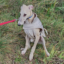 NEO, Hund, Greyhound in Spanien - Bild 2