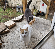 BOB, Katze, Europäisch Kurzhaar in Bulgarien - Bild 1