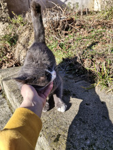 BOB, Katze, Europäisch Kurzhaar in Bulgarien - Bild 10