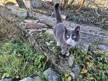 BOB, Katze, Europäisch Kurzhaar in Bulgarien - Bild 12