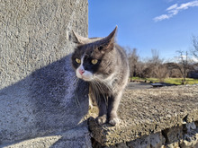 BOB, Katze, Europäisch Kurzhaar in Bulgarien - Bild 13