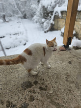 BOB, Katze, Europäisch Kurzhaar in Bulgarien - Bild 16