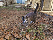 BOB, Katze, Europäisch Kurzhaar in Bulgarien - Bild 2