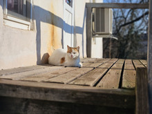 BOB, Katze, Europäisch Kurzhaar in Bulgarien - Bild 4