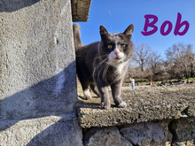 BOB, Katze, Europäisch Kurzhaar in Bulgarien - Bild 7