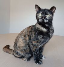 LOLA, Katze, Europäisch Kurzhaar in Spanien - Bild 10