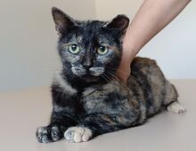 LOLA, Katze, Europäisch Kurzhaar in Spanien - Bild 11