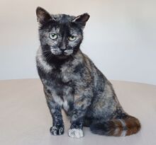 LOLA, Katze, Europäisch Kurzhaar in Spanien - Bild 2