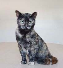 LOLA, Katze, Europäisch Kurzhaar in Spanien - Bild 3