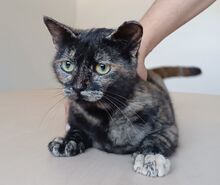 LOLA, Katze, Europäisch Kurzhaar in Spanien - Bild 4