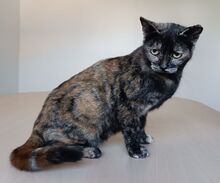 LOLA, Katze, Europäisch Kurzhaar in Spanien - Bild 5