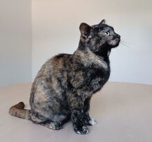 LOLA, Katze, Europäisch Kurzhaar in Spanien - Bild 6