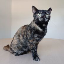 LOLA, Katze, Europäisch Kurzhaar in Spanien - Bild 7