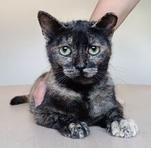 LOLA, Katze, Europäisch Kurzhaar in Spanien - Bild 8