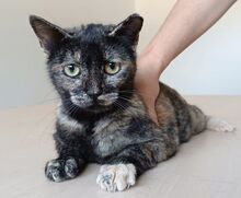 LOLA, Katze, Europäisch Kurzhaar in Spanien - Bild 9