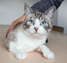 MOMO, Katze, Thai-Siam in Spanien - Bild 2