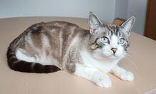 MOMO, Katze, Thai-Siam in Spanien - Bild 3