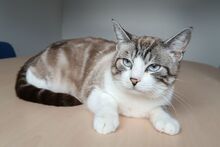 MOMO, Katze, Thai-Siam in Spanien - Bild 5