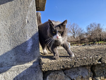 BERTA, Katze, Europäisch Kurzhaar in Bulgarien - Bild 14