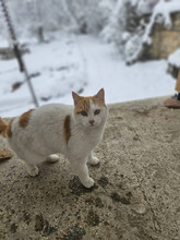 BERTA, Katze, Europäisch Kurzhaar in Bulgarien - Bild 15