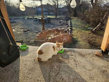 BERTA, Katze, Europäisch Kurzhaar in Bulgarien - Bild 19