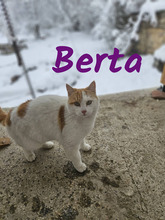 BERTA, Katze, Europäisch Kurzhaar in Bulgarien - Bild 6