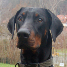 STARSKY, Hund, Dobermann in Lauf - Bild 1