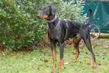 STARSKY, Hund, Dobermann in Lauf - Bild 10