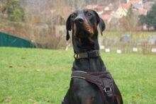 STARSKY, Hund, Dobermann in Lauf - Bild 11