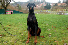 STARSKY, Hund, Dobermann in Lauf - Bild 12