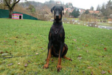 STARSKY, Hund, Dobermann in Lauf - Bild 13