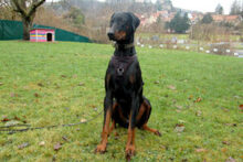 STARSKY, Hund, Dobermann in Lauf - Bild 14