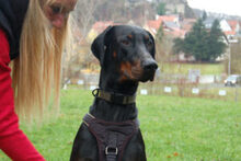 STARSKY, Hund, Dobermann in Lauf - Bild 15