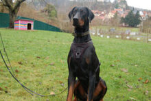 STARSKY, Hund, Dobermann in Lauf - Bild 17